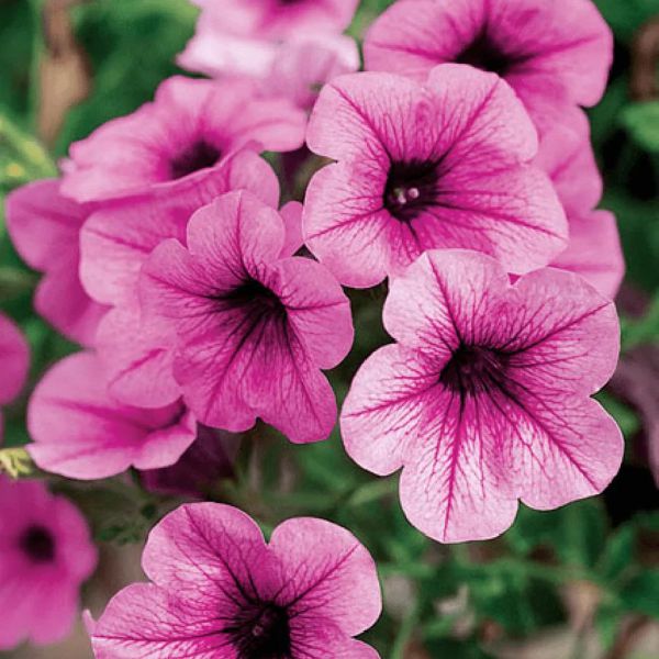 petunia-surfinia pink-veinE6CAE022-0C81-1F75-3286-A6AC215B5731.jpg